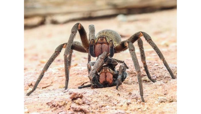 UFMG identifica veneno de aranha com potencial para tratar disfunção erétil